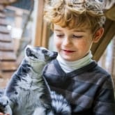 Thumbnail 2 - Meet the Meerkats, Servals and Lemurs at Hoo Farm for Two