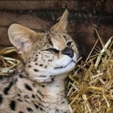 Thumbnail 4 - Meet the Meerkats, Servals and Lemurs at Hoo Farm for Two