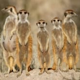 Thumbnail 5 - Meet the Meerkats, Servals and Lemurs at Hoo Farm for Two