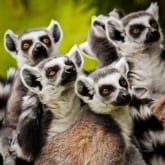Thumbnail 6 - Meet the Meerkats, Servals and Lemurs at Hoo Farm for Two