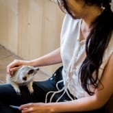 Thumbnail 7 - Meet the Meerkats, Servals and Lemurs at Hoo Farm for Two