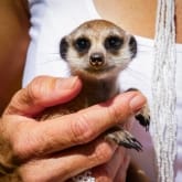 Thumbnail 8 - Meet the Meerkats, Servals and Lemurs at Hoo Farm for Two