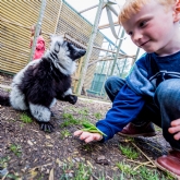 Thumbnail 3 - Meet the Meerkats, Servals and Lemurs at Hoo Farm for Two