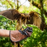 Thumbnail 1 - 3 Hour Falconry Experience