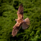 Thumbnail 3 - 3 Hour Falconry Experience