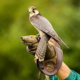 Thumbnail 5 - 3 Hour Falconry Experience