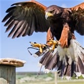 Thumbnail 2 - 3 Hour Falconry Experience