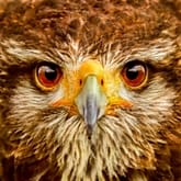 Thumbnail 3 - 3 Hour Falconry Experience