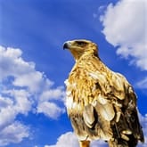 Thumbnail 4 - 3 Hour Falconry Experience