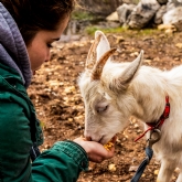 Thumbnail 9 - Animal Encounter