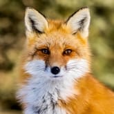 Thumbnail 1 - Fox Encounter for Two at Ark Wildlife Park