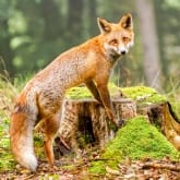 Thumbnail 3 - Fox Encounter for Two at Ark Wildlife Park