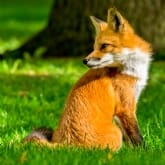 Thumbnail 4 - Fox Encounter for Two at Ark Wildlife Park
