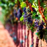 Thumbnail 3 - The Perfect Gift for Budding Wine Buffs 