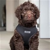 Thumbnail 1 - Personalised Soft Fabric Dog & Puppy Harness
