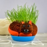 Thumbnail 1 - Grow Your Own Hairy Pussycat