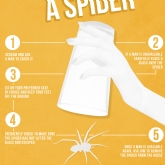 Thumbnail 3 - how to catch a spider poster
