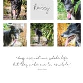 Thumbnail 6 - Personalised Dog Multi Photo and Quote Print 