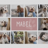 Thumbnail 2 - Personalised Dog Photo Collage Print