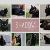 Thumbnail 2 - Personalised Cat Photo Collage Print
