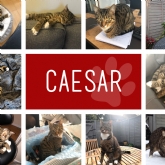 Thumbnail 2 - Personalised Cat Photo Collage Print