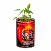 Thumbnail 2 - Grow Your Own Ghost Chilli