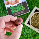 Thumbnail 2 - Grow Your Own Magic Lucky Bean in a Box