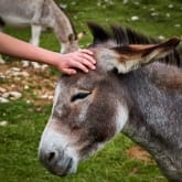 Thumbnail 3 - Adopt A Donkey Gift Pack