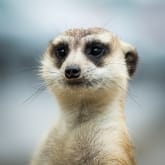 Thumbnail 2 - Adopt a Meerkat Gift Box