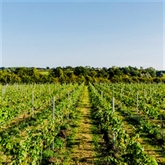 Thumbnail 4 - Luxury Under the Stars with Breakfast, Wine Tasting and Tour
