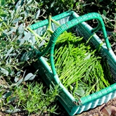 Thumbnail 5 - Coastal Foraging & Feasting