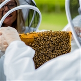 Thumbnail 7 - Hands-On Beekeeping & Craft Beer Tasting in London