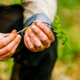 Thumbnail 3 - Wild Foraging Experience & Seasonal Feast