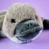 Thumbnail 5 - Warmies Platypus Microwaveable Plush