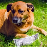 Thumbnail 3 - Fake News Dog Toy