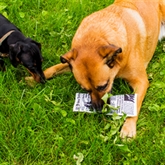 Thumbnail 4 - Fake News Dog Toy