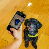 Thumbnail 1 - Dog Treat Selfie Clip