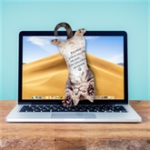Thumbnail 3 - Cat Hanging Notes