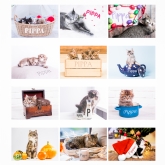 Thumbnail 6 - Personalised Cats & Kittens Calendars