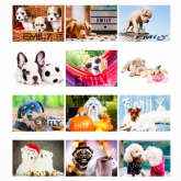 Thumbnail 6 - Personalised Barking Mad Calendars