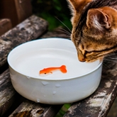 Thumbnail 1 - Goldfish Cat Bowl