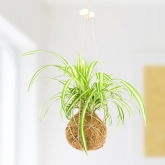 Thumbnail 1 - The Art Of Kokedama DIY Planter Kit