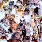 Thumbnail 4 - The World's Most Difficult Cat Jigsaw Puzzle