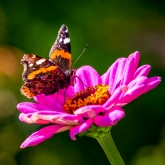 Thumbnail 6 - Butterflies Conservation Gift Pack