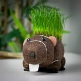 Thumbnail 1 - Grow Your Own Hairy Beaver