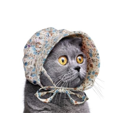 Cat For Sale Southam Warwickshire Cat For Sale Southam Warwickshire