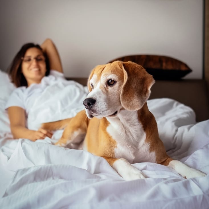 Dog Friendly Hotel Stay Find Me A Gift