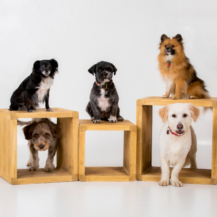 Pet Portrait Voucher Find Me A Gift