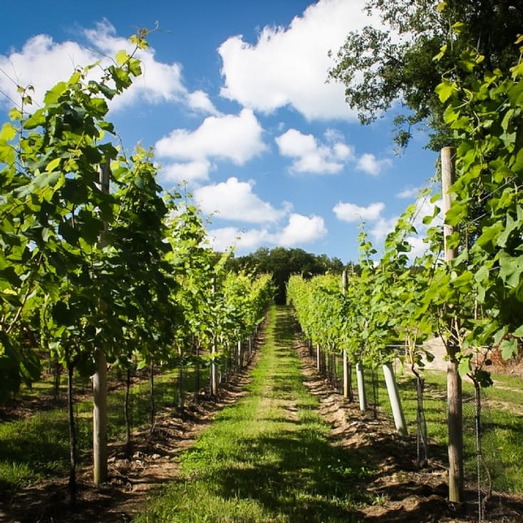 Vineyard Tour and Tasting Experience For Two