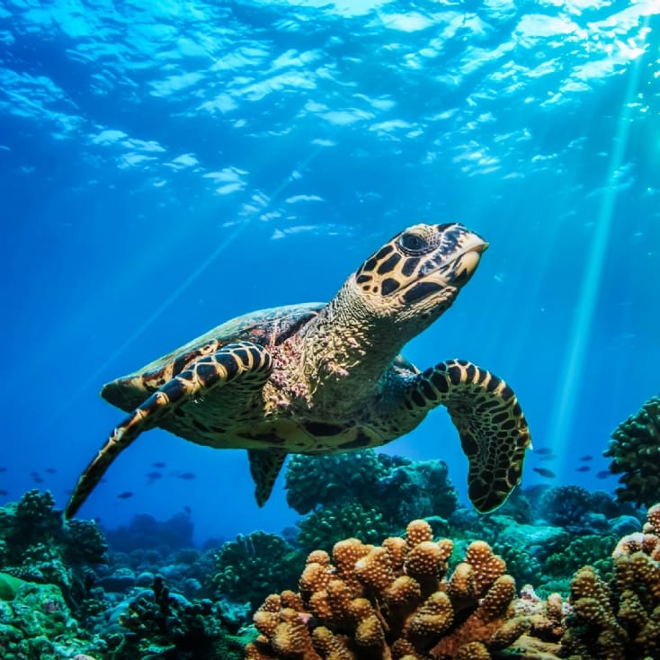 Sealife London Aquarium and 2 Course Meal at The Hard Rock Cafe for Two